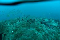 DSC00496.jpg