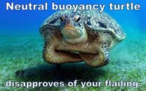 Neutral Buoyancy Turtle.jpg
