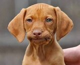 dog disapproves.jpg