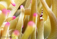 day6 anenome shrimpIMG_1685.jpg