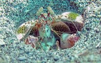 day5 shrimp_1612.jpg