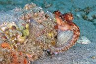IMG_4179da w sea stars.jpg IMG_4179da w sea stars.jpg