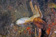 IMG_4297da bicolor.jpg