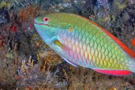 IMG_4310da interloper.jpg