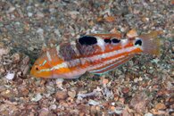 IMG_4390a puddingwife juvie.jpg