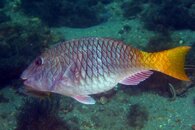 IMG_4433da.jpg