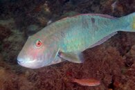 IMG_4435a.jpg