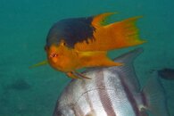 IMG_4442a.jpg