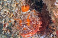 IMG_4446a pineapple head.jpg