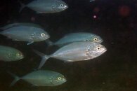 IMG_4467a blue runners.jpg