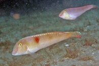 IMG_4521a mating belly.jpg