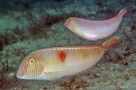 IMG_4523a pearly panky.jpg