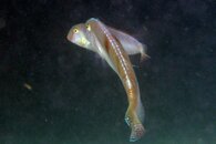 IMG_4531a mating rise.jpg