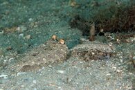 IMG_4536a.jpg
