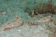 IMG_4537a.jpg