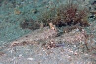 IMG_4538a.jpg