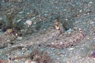 IMG_4539a.jpg