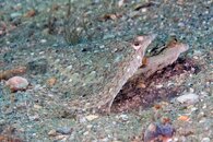 IMG_4540a.jpg