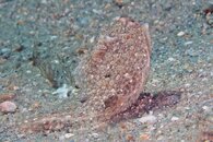 IMG_4541a.jpg