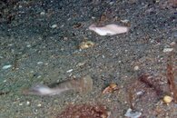 IMG_4546b flounder rise.jpg