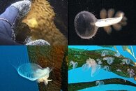 DDDB 553 lion nudibranch.jpg