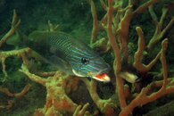 IMG_4785a.jpg