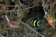 IMG_4874a tiny with nudi and swivel.jpg