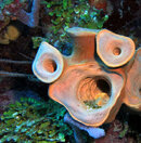 IMG_0567teletubbycoral.jpg