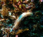 Mystery creature CB.jpg