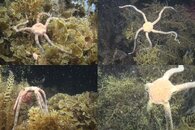 DDDB 554 brittlestars spawning.jpg