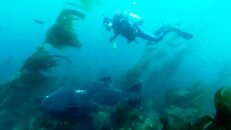 Giant Black Sea Bass.Movie_Snapshot_1.jpg