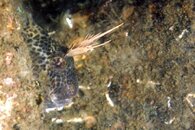 Best_of_Northeast_sealife_024.jpg