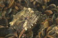 Best_of_Northeast_sealife_013.jpg