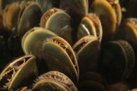 Best_of_Northeast_sealife_011.jpg