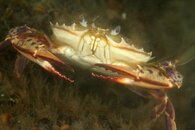 Best_of_Northeast_sealife_009.jpg