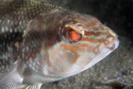 Best_of_Northeast_sealife_008.jpg