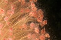 Best_of_Northeast_sealife_003.jpg