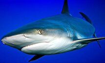 CaribbeanSharkProfleFB1.jpg