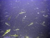 manysharks-vga.jpg