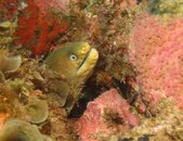 moray.jpg
