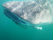 whale shark1.jpg