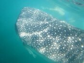 Whale shark2.jpg