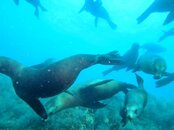 sea lion posse.jpg