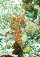 rainbow nudi.JPG