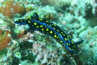 Agassic nudi.jpg