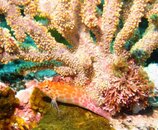hawkfish with coral.jpg