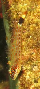 blenny down.jpg