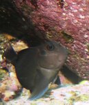 fanged blenny side view.jpg