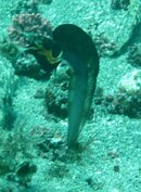my nuptial pike blenny.jpg