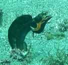 my pike blenny2.JPG